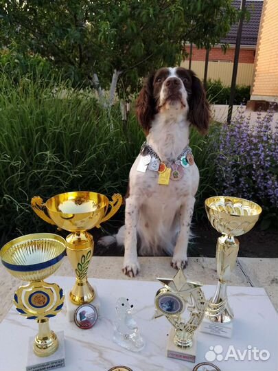 Английский спрингер спаниель полевого разведения