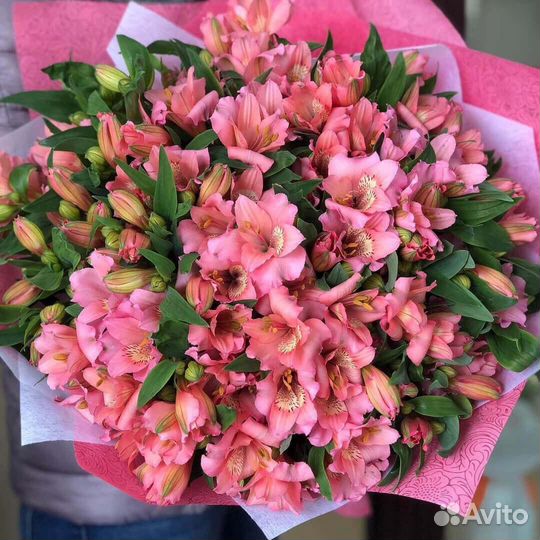 Цветы альстромерия