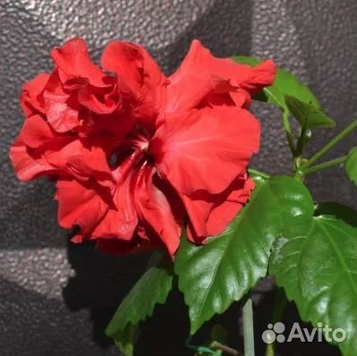 Гибискус комнатный (китайская роза)