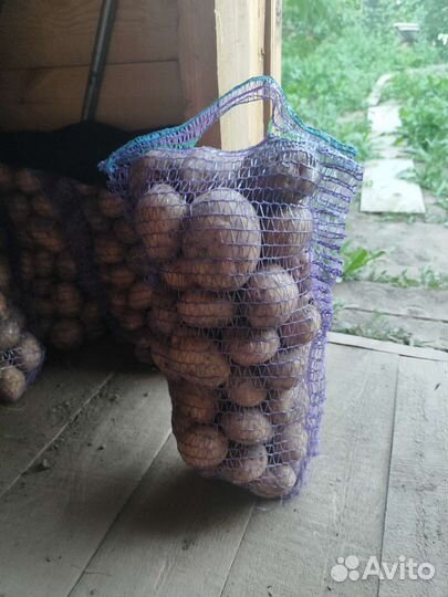 Свежий Картофель