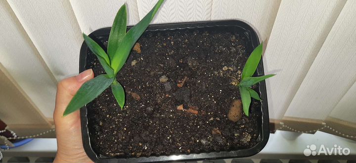 Пальма юкка