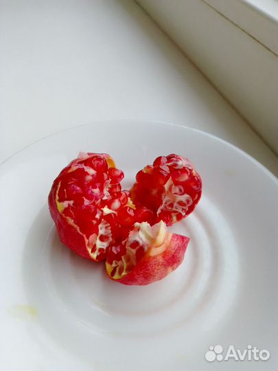 Гранат комнатный