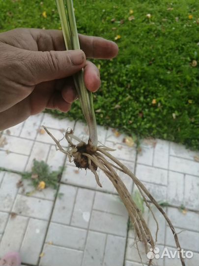 Хоста Булфрог