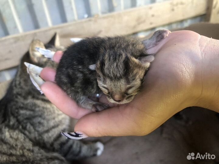 Кошки в добрые руки бесплатно