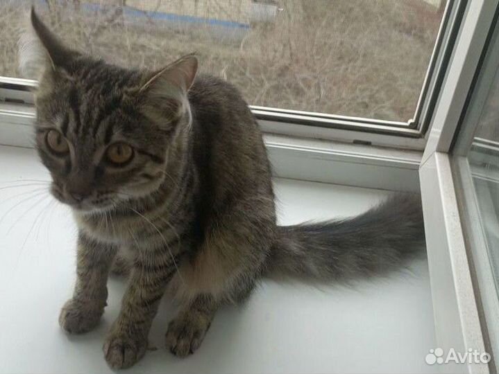 Кошка в дар бесплатно
