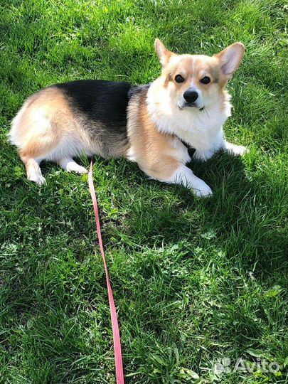 Вязка Вельш-корги пемброк мальчик