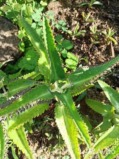 Алоэ-Каланхоэ