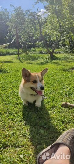 Вельш корги