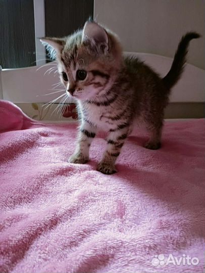 Британские котята