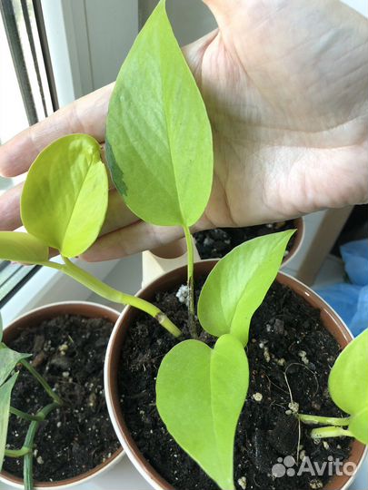 Сциндапсусы/ эпипремнумы