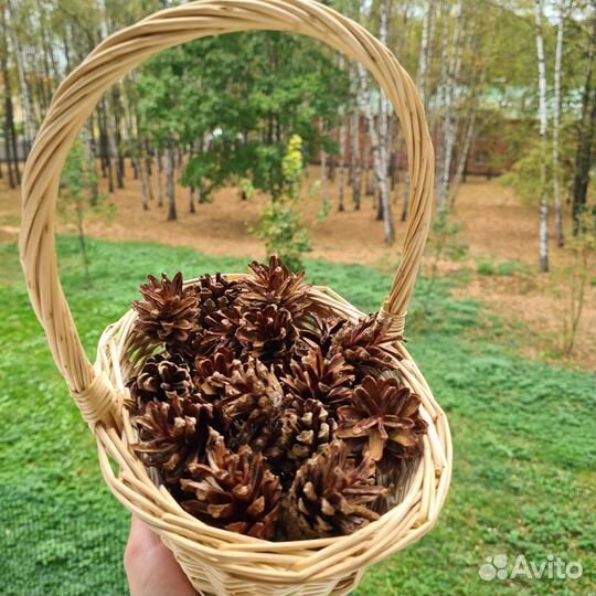 Шишки сосновые для декора, поделок, творчества