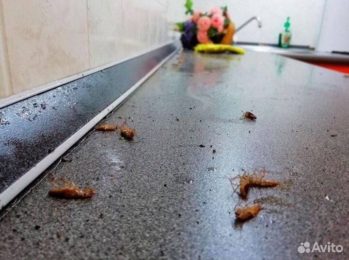 Дезинсекция: Уничтожение тараканов, клопов, мышей