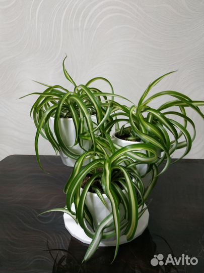 Хлорофитум кудрявый