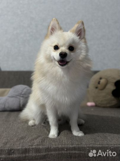 Немецкий шпиц ищет девочку