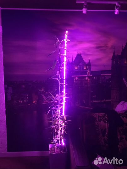 Комнатные цветы бамбук с подсветкой