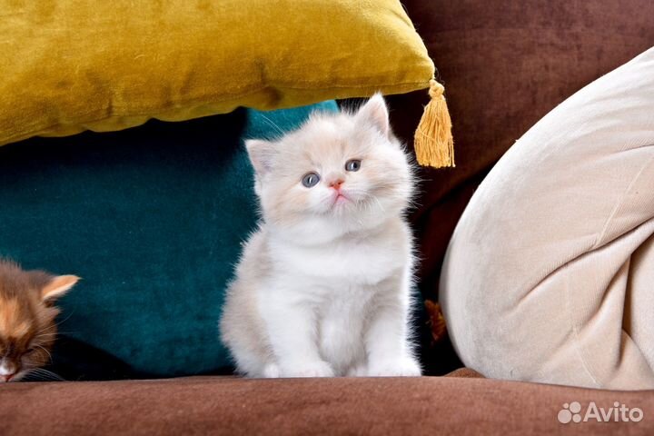 Эксклюзивные британские котята