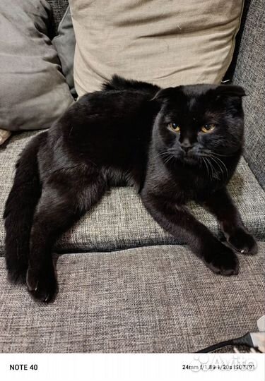 Шотландская кошка вязка