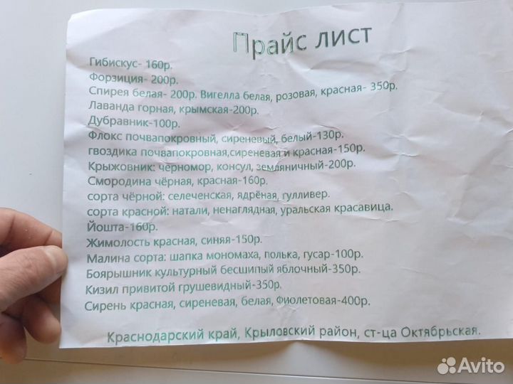 Декоративные и плодовые кустарники