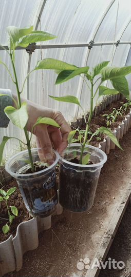 Рассада помидор и перцев