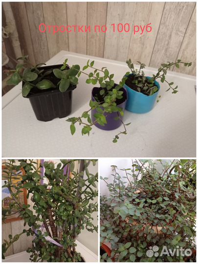 Продам цветы комнатные