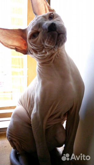 Вязка (Донской сфинкс )