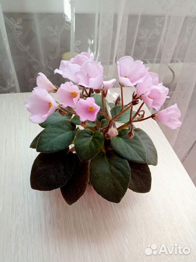 Сортовые фиалки