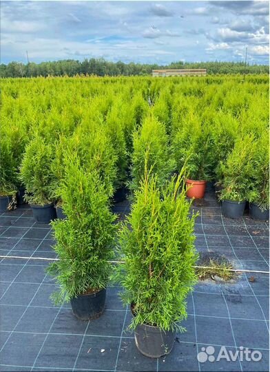 Туя Смарагд из питомника/Оптом