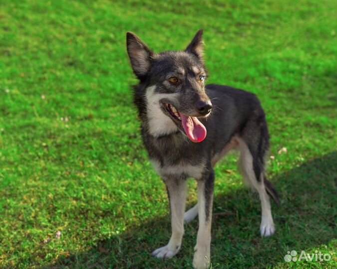 Лайка/хаски/овчарка метис