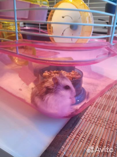 Клетка с джунгариком