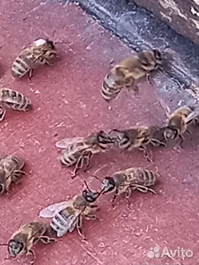 Пчёло семьи 10000 семья, пакет 3+1.Средняя Ахтуба