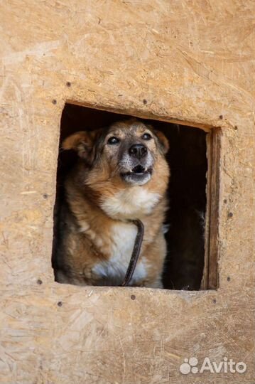 Марта из приюта Некрасовка