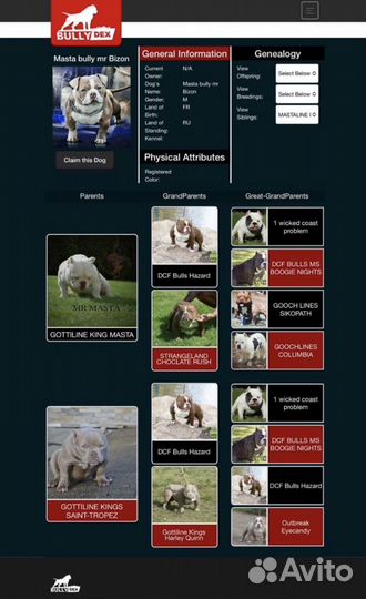 Американский булли микро кобель