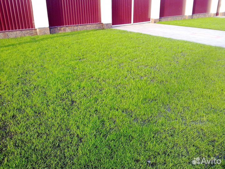 Посевной газон. Озеленение участка
