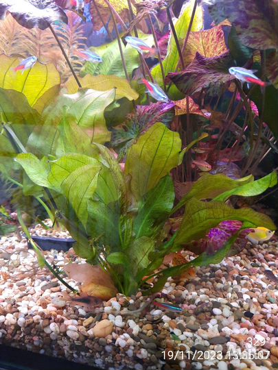 Аквариумные растения