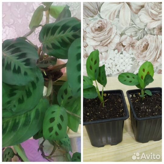 Комнатные растения