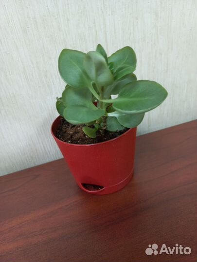 Каланхоэ розовый новый