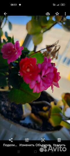 Комнатные цветы