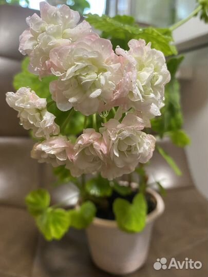 Герань пеларгония розебудная