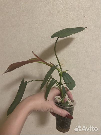 Филодендрон santa Леопальдина