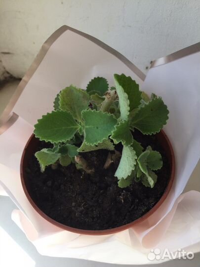 Домашние цветы