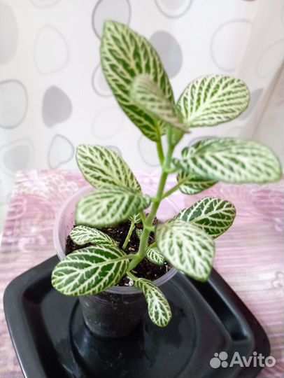 Фиттония,эписция