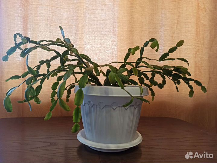 Декабрист зигокактус Шлюмбергера в горшке