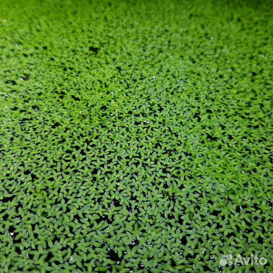 Ряска в аквариум