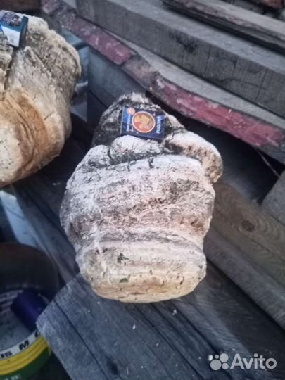 Агарикус (лиственничный гриб)