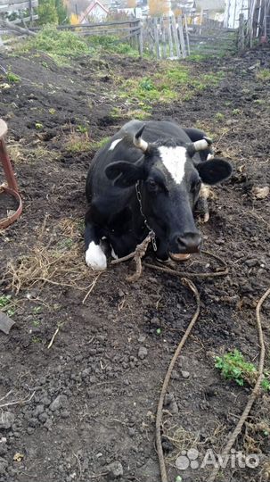 Корова высокоудойная