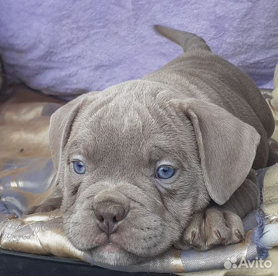 Американский булли