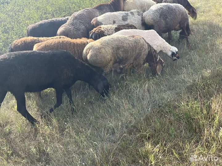 Бараны на племя, матки