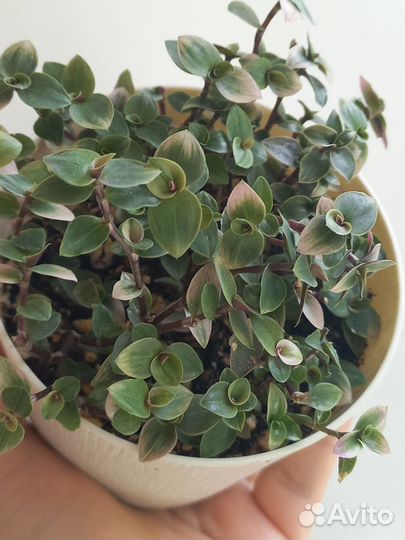 Каллизия Крибо