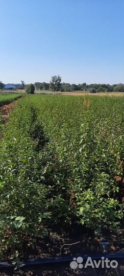 Сеянцы Магалепка Алыча Жердель (абрикос )