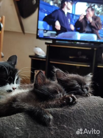 Котята в добрые руки